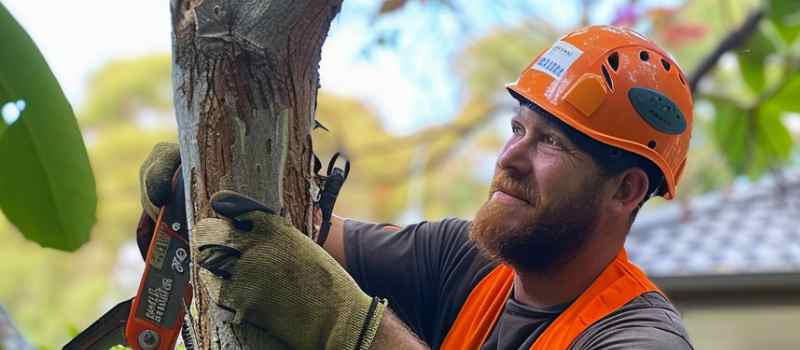 Tree Care Solutions